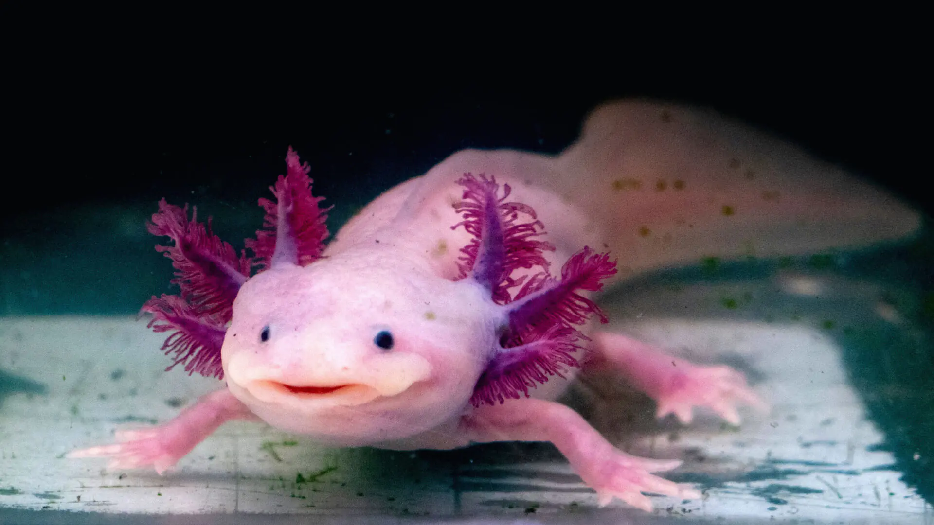 Neue Spezies in Werkskanal von Papierfabrik entdeckt!